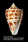 Conus spurius